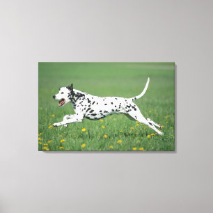 Dalmatiaans aan het rennen canvas afdruk