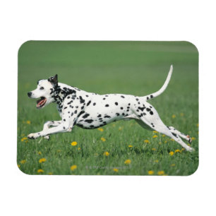 Dalmatiaans aan het rennen magneet
