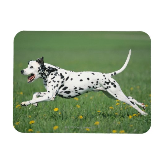 Dalmatiaans aan het rennen magneet (Horizontaal)