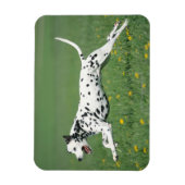 Dalmatiaans aan het rennen magneet (Verticaal)
