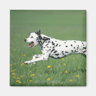 Dalmatiaans aan het rennen magneet