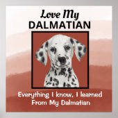 Dalmatiaans aangepast Poster (Voorkant)