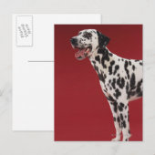 Dalmatiaans Briefkaart (Voorkant / Achterkant)