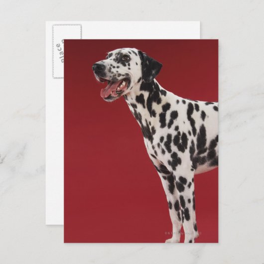 Dalmatiaans Briefkaart (Voorkant / Achterkant)