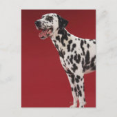 Dalmatiaans Briefkaart (Voorkant)