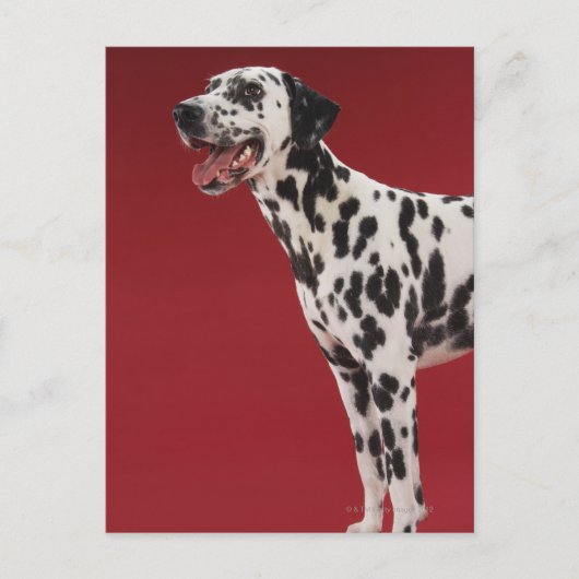 Dalmatiaans Briefkaart (Voorkant)