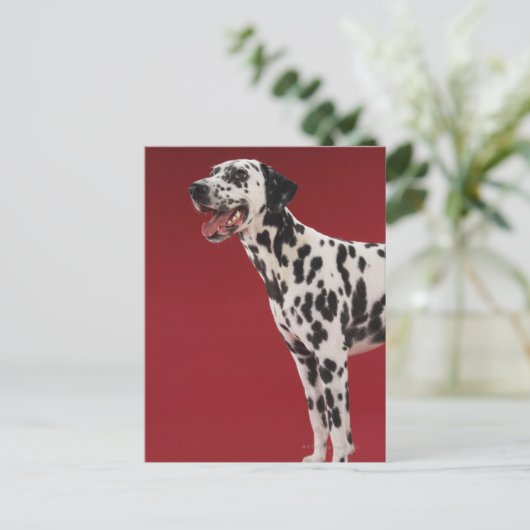 Dalmatiaans Briefkaart (Staand voorkant)
