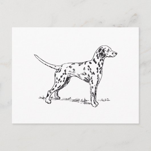 Dalmatiaans Briefkaart (Voorkant)