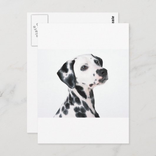 Dalmatiaans Briefkaart (Voorkant / Achterkant)