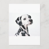 Dalmatiaans Briefkaart (Voorkant)