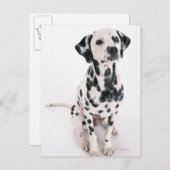 Dalmatiaans Briefkaart (Voorkant / Achterkant)