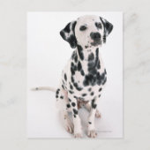 Dalmatiaans Briefkaart (Voorkant)
