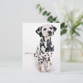 Dalmatiaans Briefkaart (Staand voorkant)