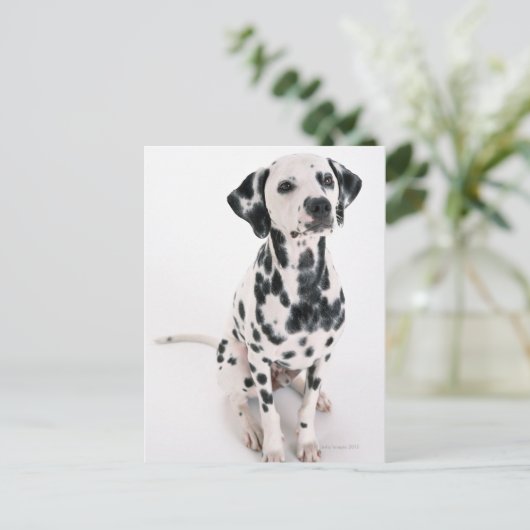 Dalmatiaans Briefkaart (Staand voorkant)