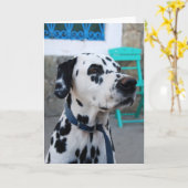 Dalmatiaans Kaart (Gele Bloem)