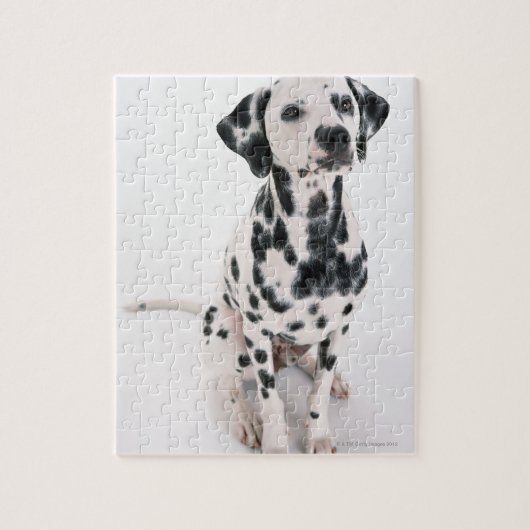 Dalmatiaans Legpuzzel (Verticaal)