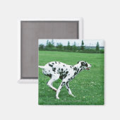 Dalmatiaans Magneet (Voorkant / Achterkant)