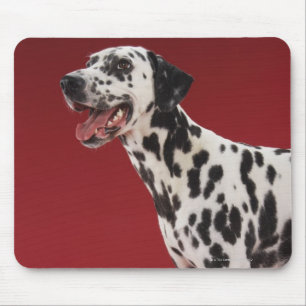Dalmatiaans Muismat