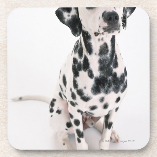 Dalmatiaans Onderzetter (Voorkant)