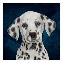 Dalmatiaans