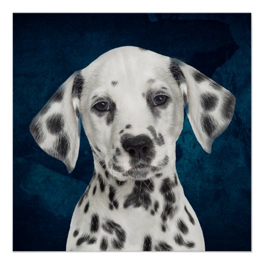 Dalmatiaans Perfect Poster (Voorkant)