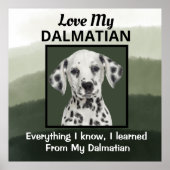 Dalmatiaans Poster (Voorkant)
