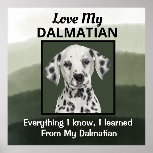 Dalmatiaans Poster (Voorkant)
