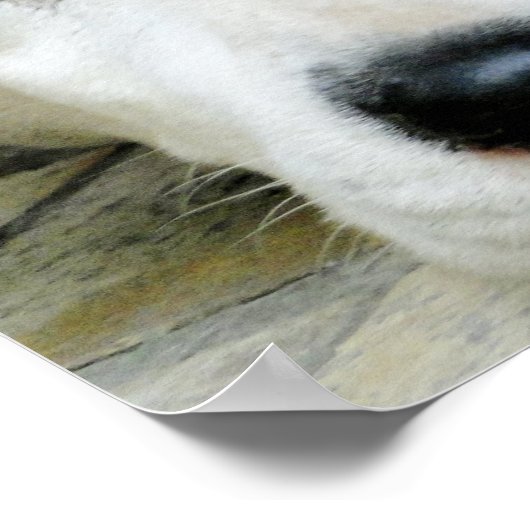 Dalmatiaans Resting Poster (Hoek)