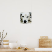 Dalmatiaans Resting Poster (Keuken)