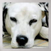 Dalmatiaans Resting Poster (Voorkant)