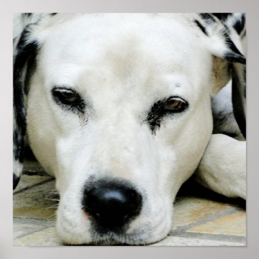 Dalmatiaans Resting Poster (Voorkant)
