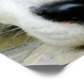 Dalmatiaans Resting Poster (Hoek)