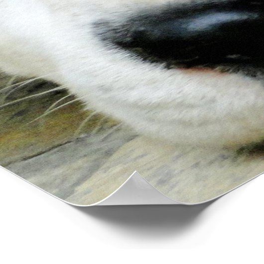 Dalmatiaans Resting Poster (Hoek)