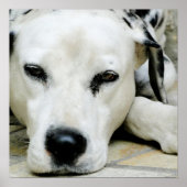 Dalmatiaans Resting Poster (Voorkant)