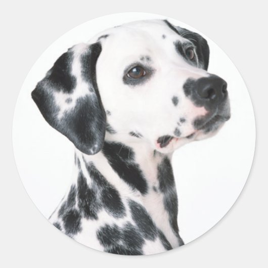 Dalmatiaans Ronde Sticker (Voorkant)