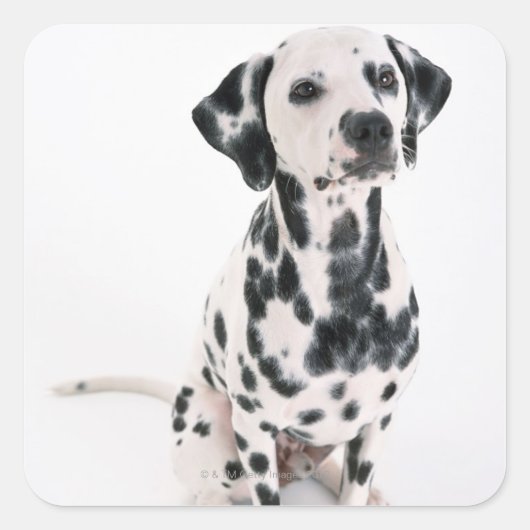 Dalmatiaans Vierkante Sticker (Voorkant)