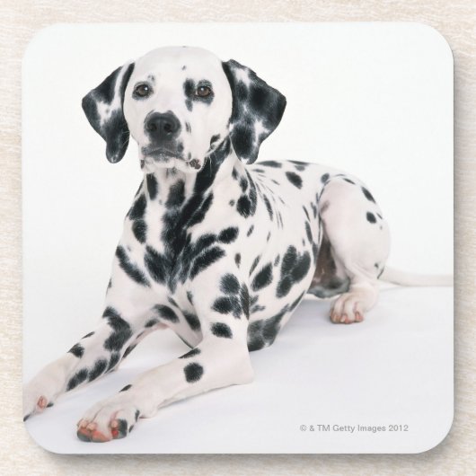 Dalmatian 4 bier onderzetter (Voorkant)