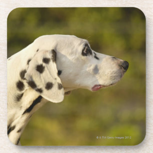 Dalmatian 4 bier onderzetter