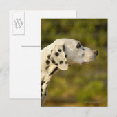 Dalmatian 4 briefkaart (Voorkant / Achterkant)
