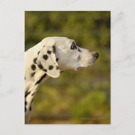 Dalmatian 4 briefkaart (Voorkant)
