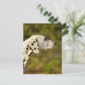 Dalmatian 4 briefkaart (Staand voorkant)