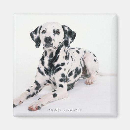Dalmatian 4 magneet (Voorkant)