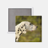 Dalmatian 4 magneet (Voorkant / Achterkant)
