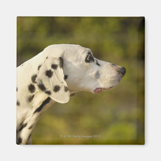 Dalmatian 4 magneet (Voorkant)