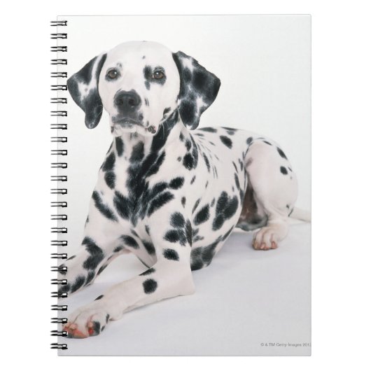 Dalmatian 4 notitieboek (Voorkant)