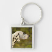 Dalmatian 4 sleutelhanger (Voorkant)