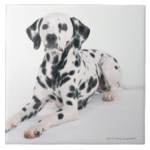 Dalmatian 4 tegeltje (Voorkant)
