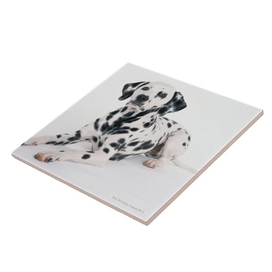 Dalmatian 4 tegeltje (Zijkant)