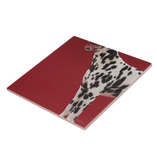 Dalmatian 6 tegeltje (Zijkant)