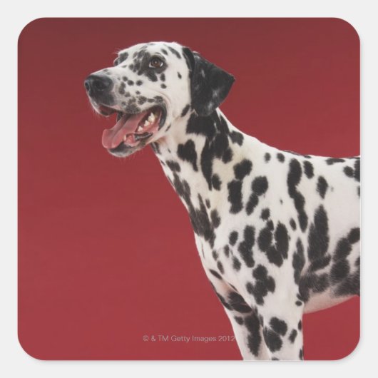Dalmatian 6 vierkante sticker (Voorkant)